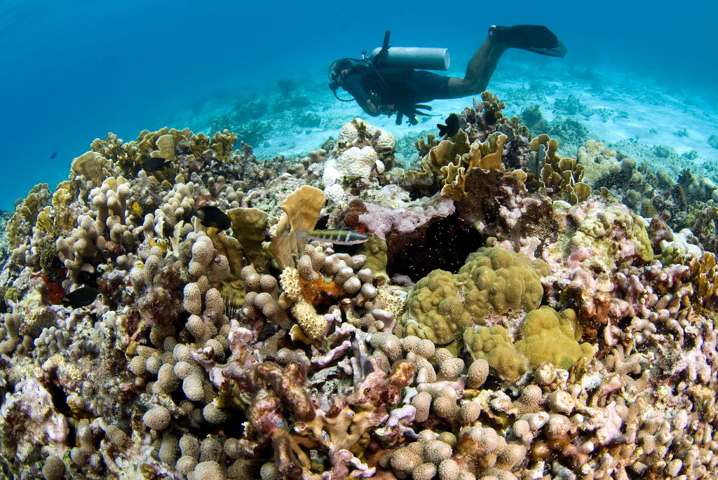 Endangered Sea Corals Moved To Texas Gulf Coast For Research