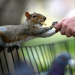 Instagram-Famous Squirrel Named Peanut Seized By New York State Authorities